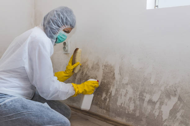 Best Certified Mold Removal  in Litchfield, IL