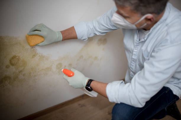 Best Toxic Mold Removal  in Litchfield, IL