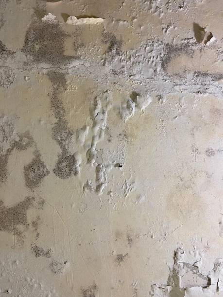  Litchfield, IL Mold Removal Pros