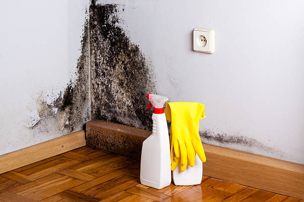 Best Mold Testing  in Litchfield, IL