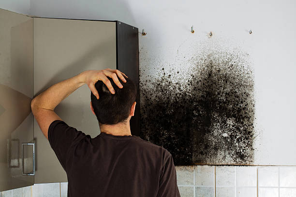 Home Mold Removal in Litchfield, IL