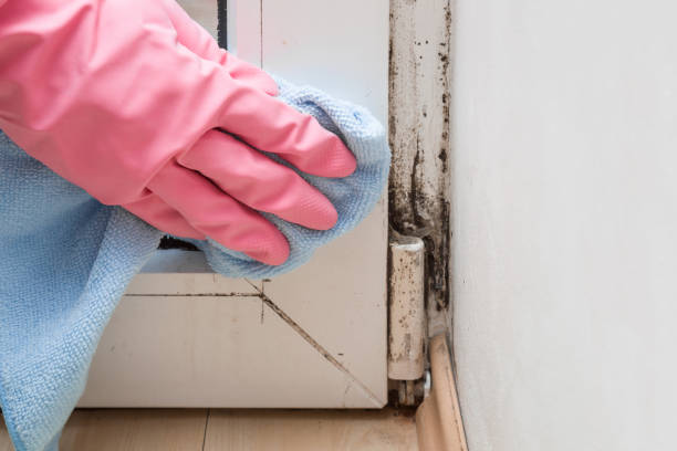 Best Mold Removal Company Near Me  in Litchfield, IL